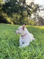 Izzy, a female German Shepherd Dog for sale in Blountsville, AL – 5 of 10