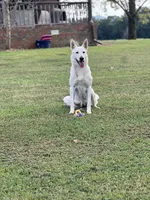 Rocky, a male German Shepherd Dog for sale in Blountsville, AL – 8 of 10