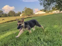 Boss, a male German Shepherd Dog for sale in Blountsville, AL – 3 of 10