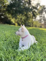 Izzy, a female German Shepherd Dog for sale in Blountsville, AL – 6 of 10