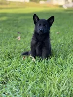 Roxy, a female German Shepherd Dog for sale in Blountsville, AL – 5 of 10