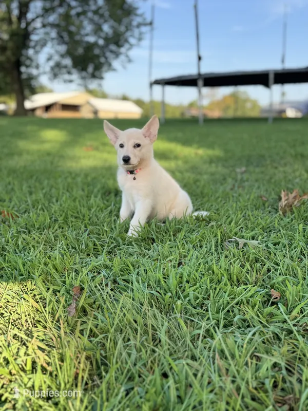 Izzy – German Shepherd Dog puppy for sale in Blountsville, AL