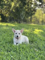 Izzy, a female German Shepherd Dog for sale in Blountsville, AL – 2 of 10