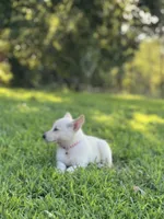 Izzy, a female German Shepherd Dog for sale in Blountsville, AL – 3 of 10