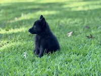 Roxy, a female German Shepherd Dog for sale in Blountsville, AL – 2 of 10