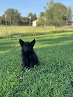 Roxy, a female German Shepherd Dog for sale in Blountsville, AL – 3 of 10