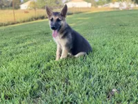 Boss, a male German Shepherd Dog for sale in Blountsville, AL – 4 of 10