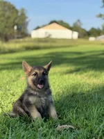 Boss, a male German Shepherd Dog for sale in Blountsville, AL – 4 of 8