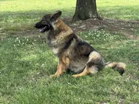Lucy, a female German Shepherd Dog for sale in Blountsville, AL – 3 of 4