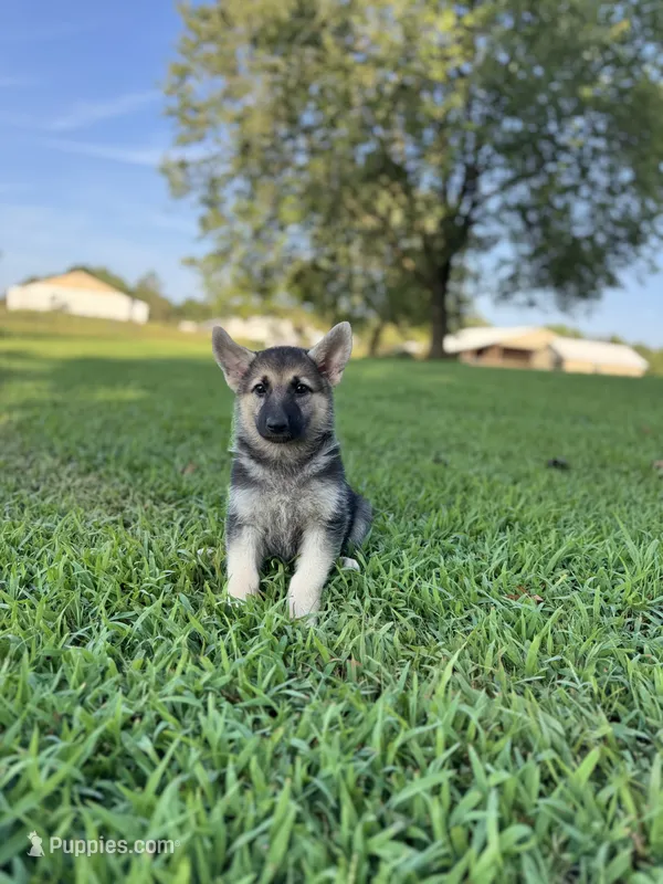 Sasha  – German Shepherd Dog puppy for sale in Blountsville, AL
