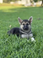 Sasha , a female German Shepherd Dog for sale in Blountsville, AL – 3 of 10
