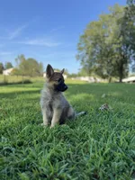 Rocky, a male German Shepherd Dog for sale in Blountsville, AL – 3 of 10