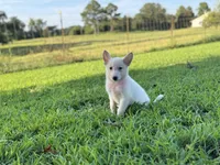 Ellie, a female German Shepherd Dog for sale in Blountsville, AL – 6 of 9