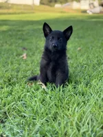 Roxy, a female German Shepherd Dog for sale in Blountsville, AL – 4 of 10