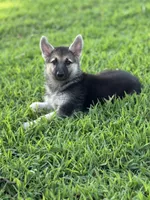 Sasha , a female German Shepherd Dog for sale in Blountsville, AL – 2 of 10