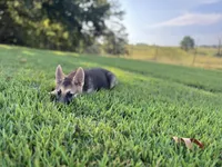 Boss, a male German Shepherd Dog for sale in Blountsville, AL – 6 of 10