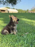 Boss, a male German Shepherd Dog for sale in Blountsville, AL – 2 of 8