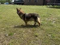 Lucy, a female German Shepherd Dog for sale in Blountsville, AL – 4 of 4