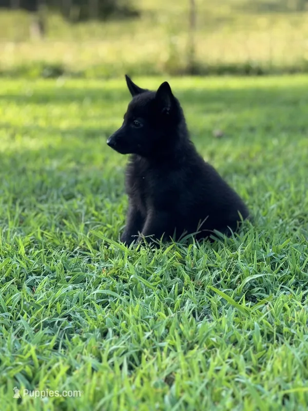 Roxy – German Shepherd Dog puppy for sale in Blountsville, AL