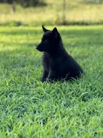 Roxy, a female German Shepherd Dog for sale in Blountsville, AL – 1 of 10
