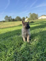 Rocky, a male German Shepherd Dog for sale in Blountsville, AL – 6 of 10