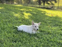 Izzy, a female German Shepherd Dog for sale in Blountsville, AL – 4 of 10