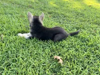 Sasha , a female German Shepherd Dog for sale in Blountsville, AL – 5 of 10