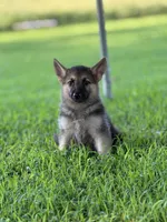 Boss, a male German Shepherd Dog for sale in Blountsville, AL – 3 of 8