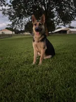 Rocky, a male German Shepherd Dog for sale in Blountsville, AL – 9 of 10