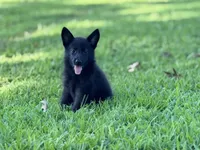 Roxy, a female German Shepherd Dog for sale in Blountsville, AL – 6 of 10