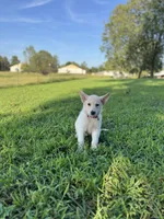 Izzy, a female German Shepherd Dog for sale in Blountsville, AL – 7 of 10