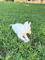 Ellie, a female German Shepherd Dog for sale in Blountsville, AL – 3 of 9