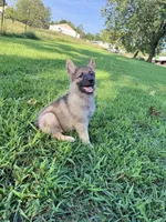 Rocky, a male German Shepherd Dog for sale in Blountsville, AL – 7 of 10