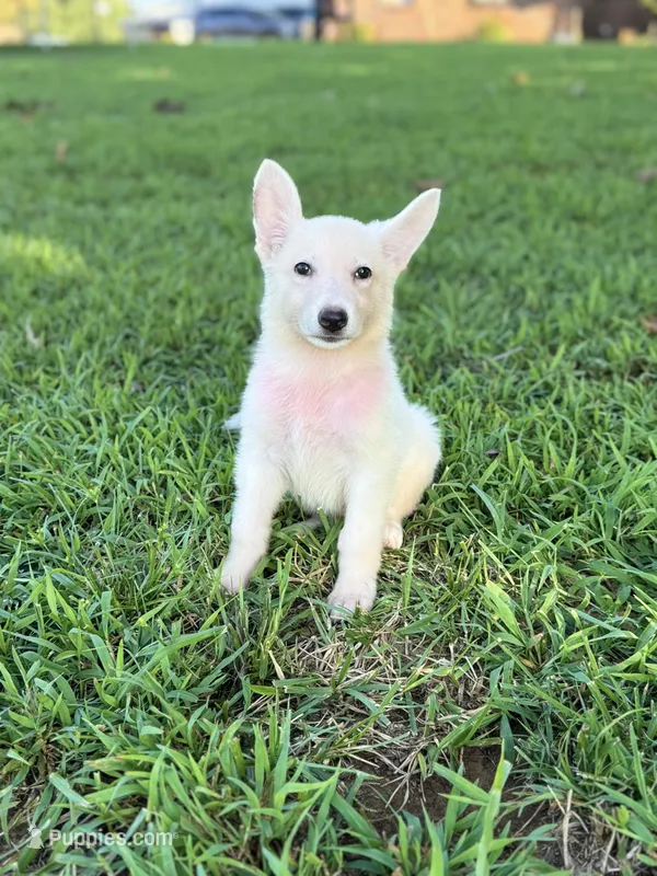 Ellie – German Shepherd Dog puppy for sale in Blountsville, AL