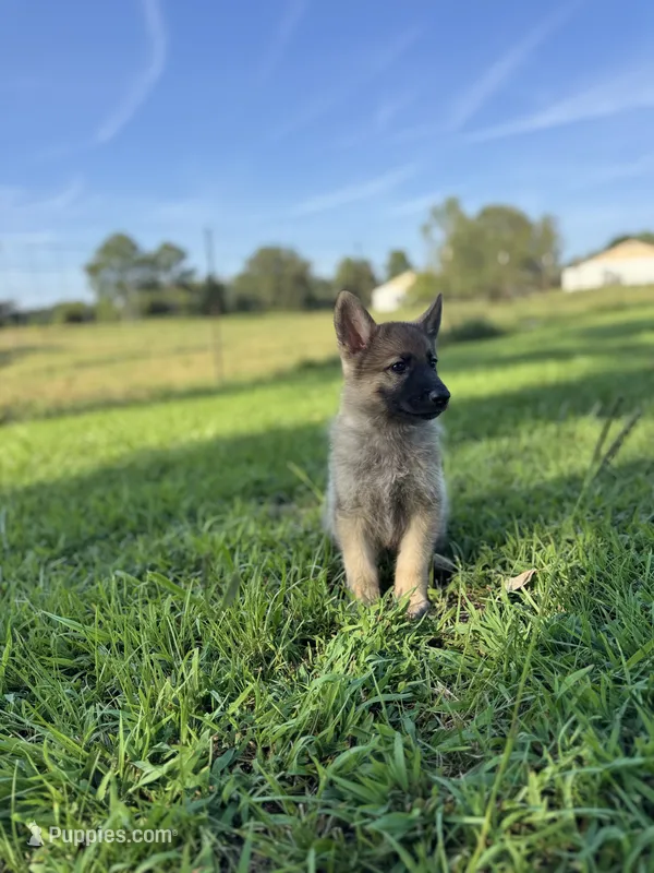 Rocky – German Shepherd Dog puppy for sale in Blountsville, AL