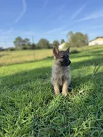 Rocky, a male German Shepherd Dog for sale in Blountsville, AL – 1 of 10