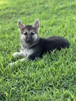 Sasha , a female German Shepherd Dog for sale in Blountsville, AL – 8 of 10