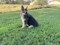 Boss, a male German Shepherd Dog for sale in Blountsville, AL – 5 of 10