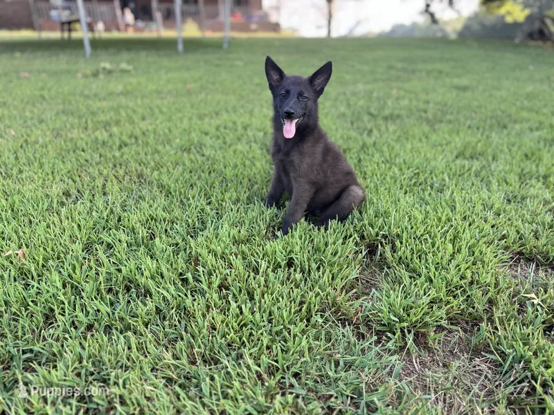 Roxy – German Shepherd Dog puppy for sale in Blountsville, AL