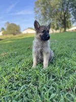 Rocky, a male German Shepherd Dog for sale in Blountsville, AL – 2 of 10