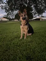 Rocky, a male German Shepherd Dog for sale in Blountsville, AL – 10 of 10