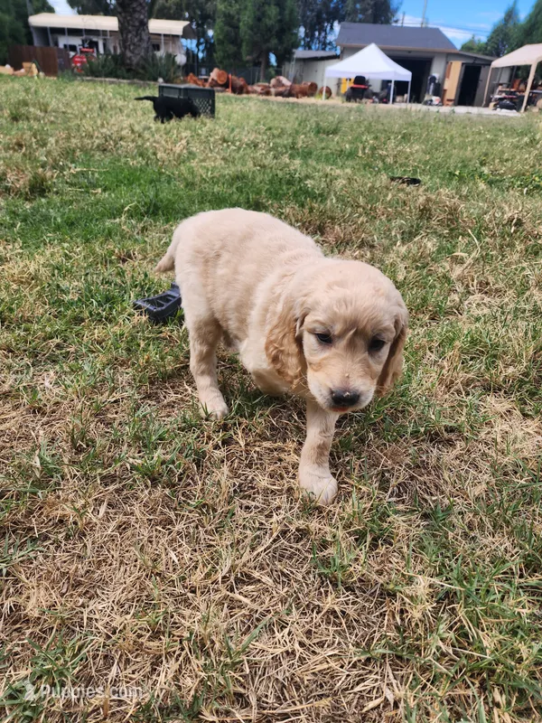 Fergie – Goldendoodle puppy for sale in Escalon, CA