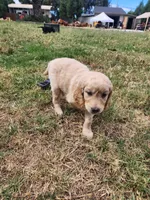 Fergie, a female Goldendoodle for sale in Escalon, CA – 1 of 1