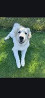 Calli, a female Anatolian Shepherd Dog and Great Pyrenees for sale in Shelby, NC – Photo 4 of 5