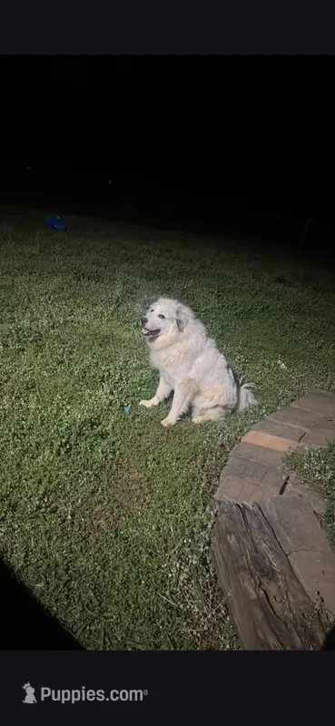 Calli – Anatolian Shepherd Dog, Great Pyrenees puppy for sale in Shelby, NC