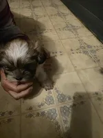 Bubba, a male Shih Tzu for sale in Shelby, NC – Photo 4 of 4