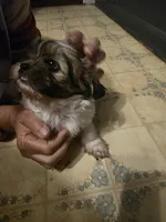 Bubba, a male Shih Tzu for sale in Shelby, NC – Photo 2 of 4