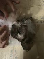 Bubba, a male Shih Tzu for sale in Shelby, NC – Photo 3 of 4