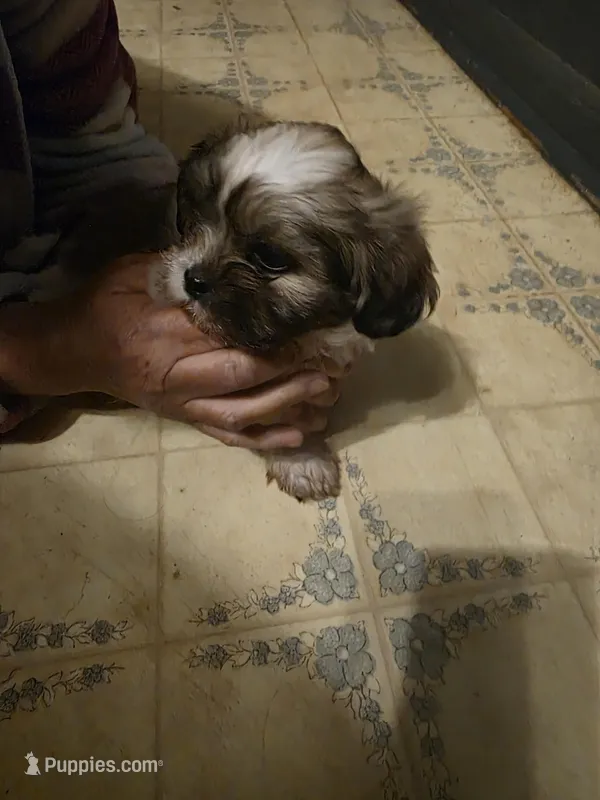 Bubba – Shih Tzu puppy for sale in Shelby, NC