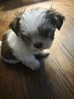 Sissi, a female Shih Tzu for sale in Shelby, NC – Photo 3 of 5